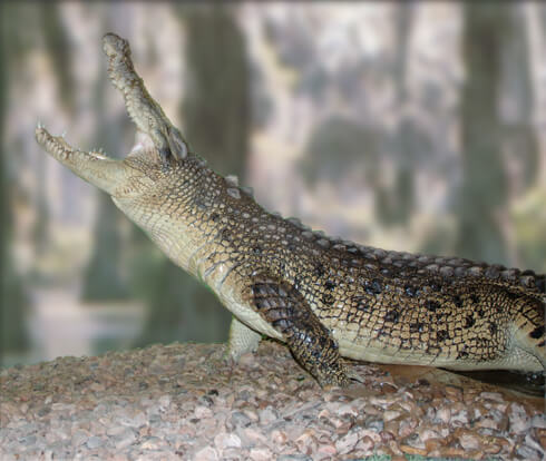 Image of a crocodile stretching its mouth wide open while laying on top of rocks.