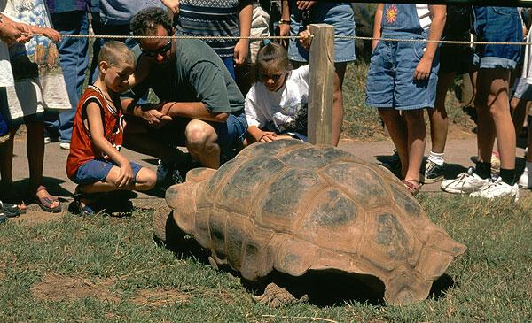 Giant Tortoises
