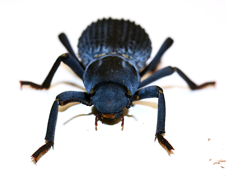 Blue death-feigning beetle