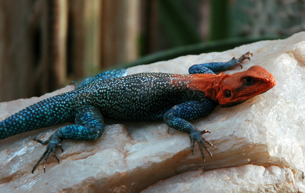 Soarten hagedissen | Reptilen Zoo | Reptilen | Reptilen Gardens