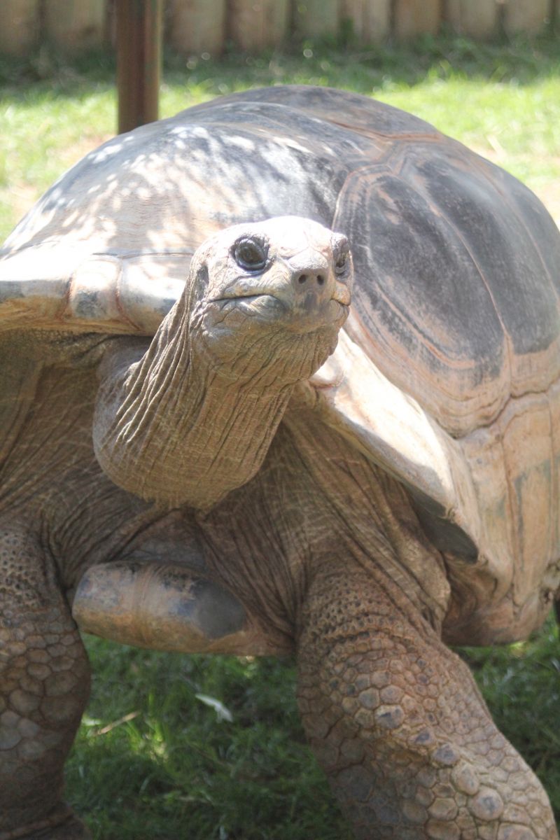 Orville the Aldabra Tortoise