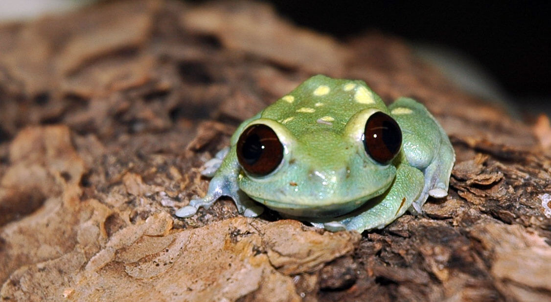 Alien Tree Frog