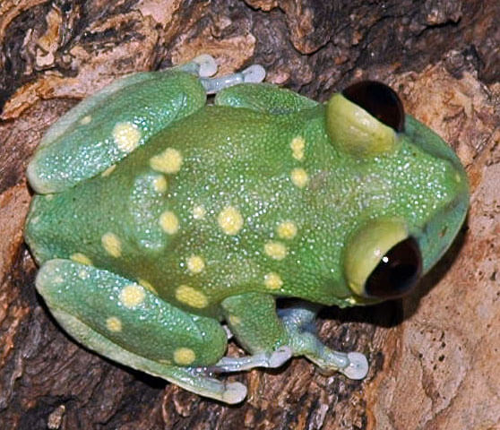 Alien Tree Frog