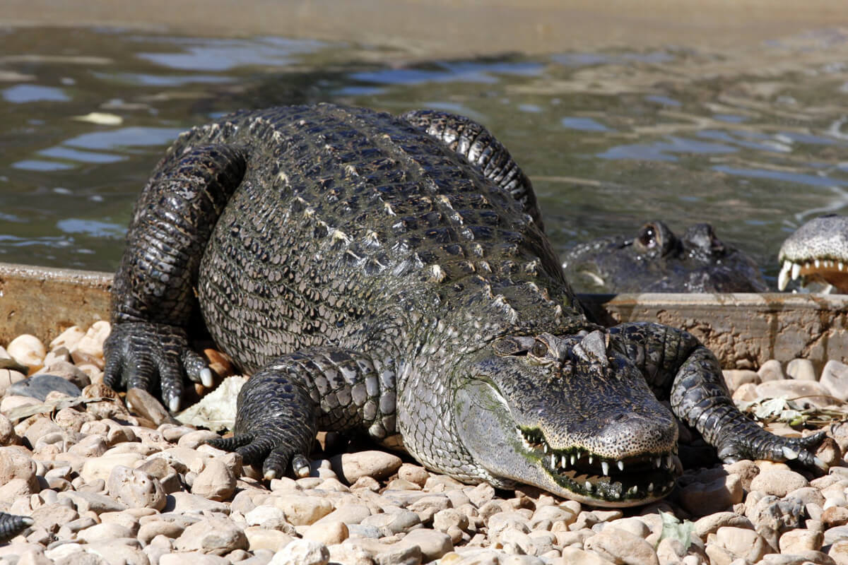 Alligator/Crocodile Show