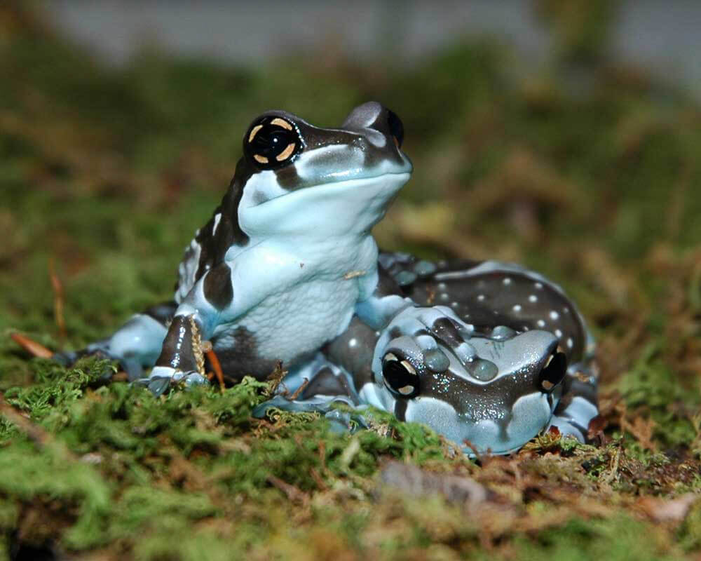 Amazon Milk Frog