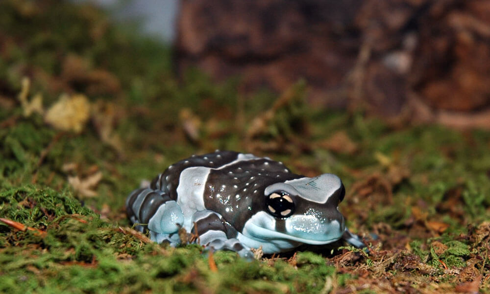 Amazon Milk Frog