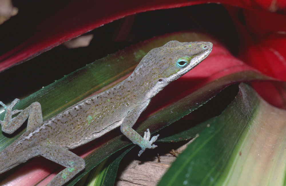 American Anole