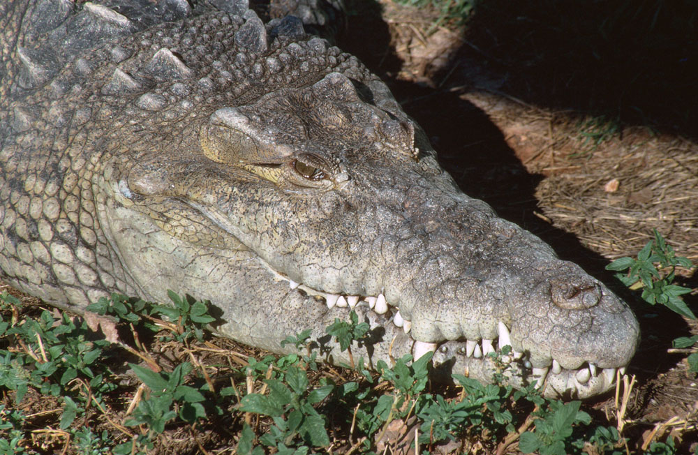 American Crocodile