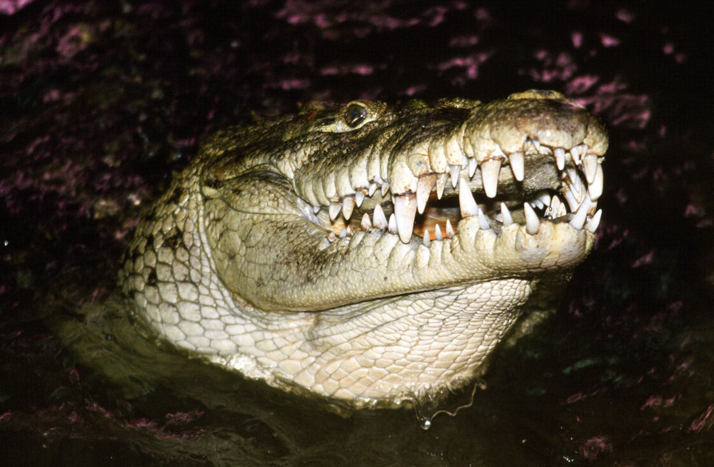 American Crocodile
