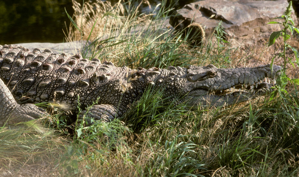 Alligator Crocodilian Reptile Gardens Reptile Gardens