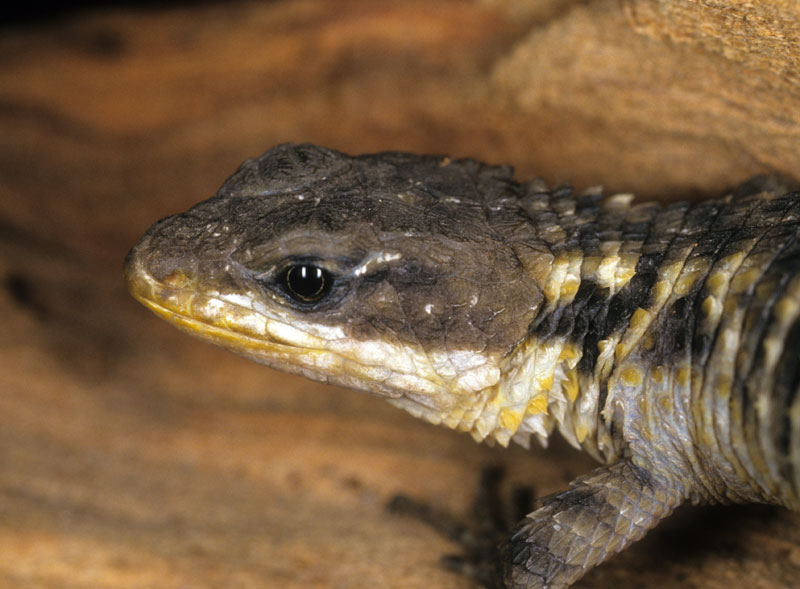 Types Of Lizards Reptile Zoo Reptile Gardens Reptile Gardens