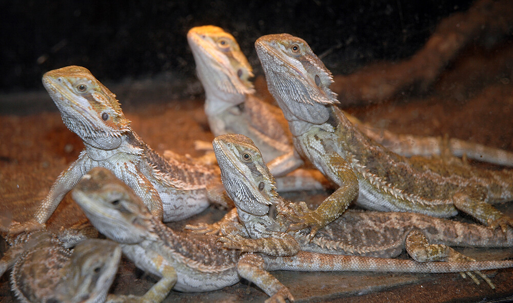 Bearded Dragons