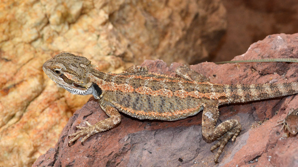 Bearded Dragon