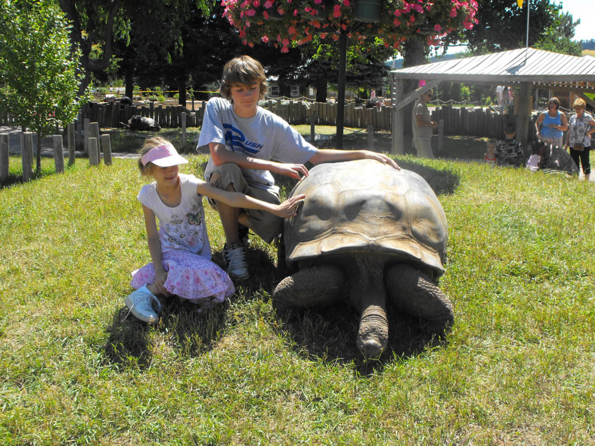 Take your photo with our Giant Tortoises