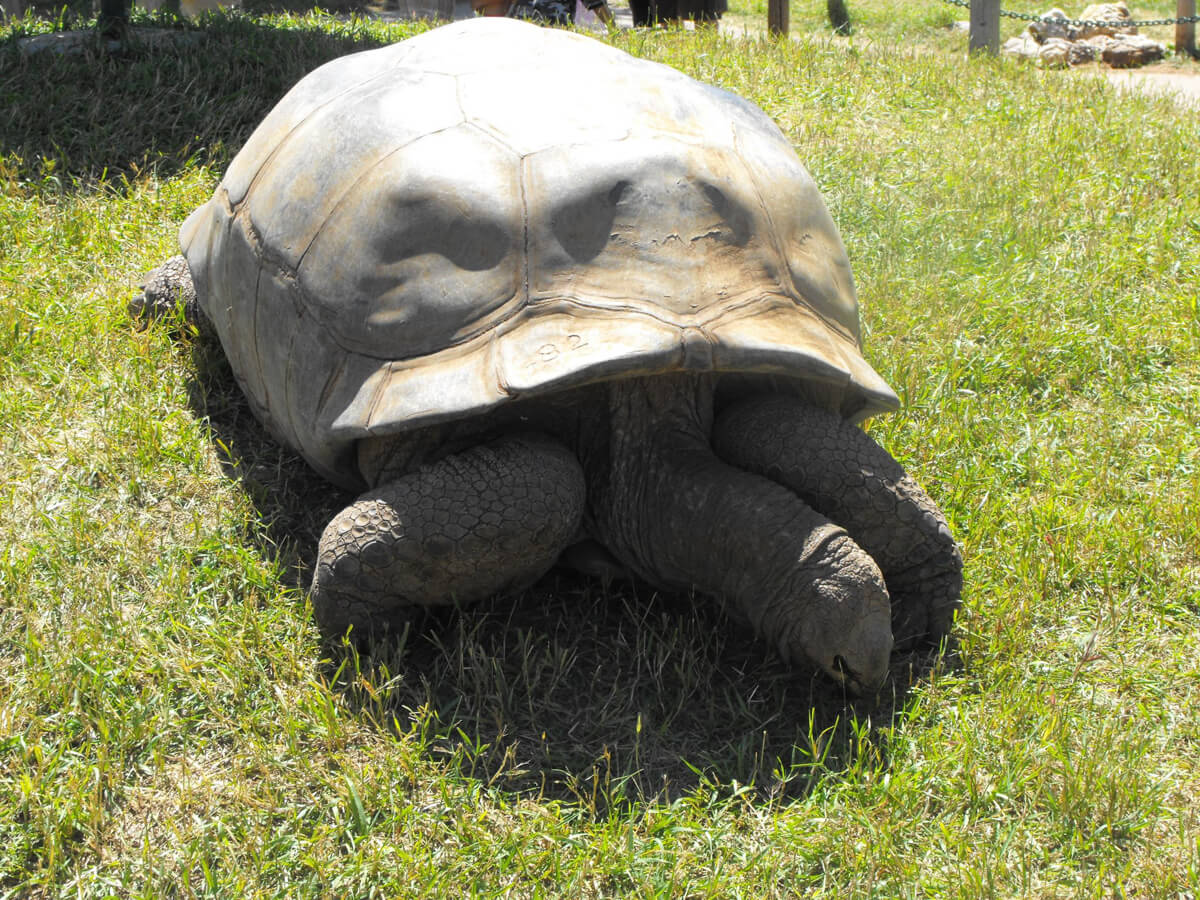 GIANT TURTLE EATING