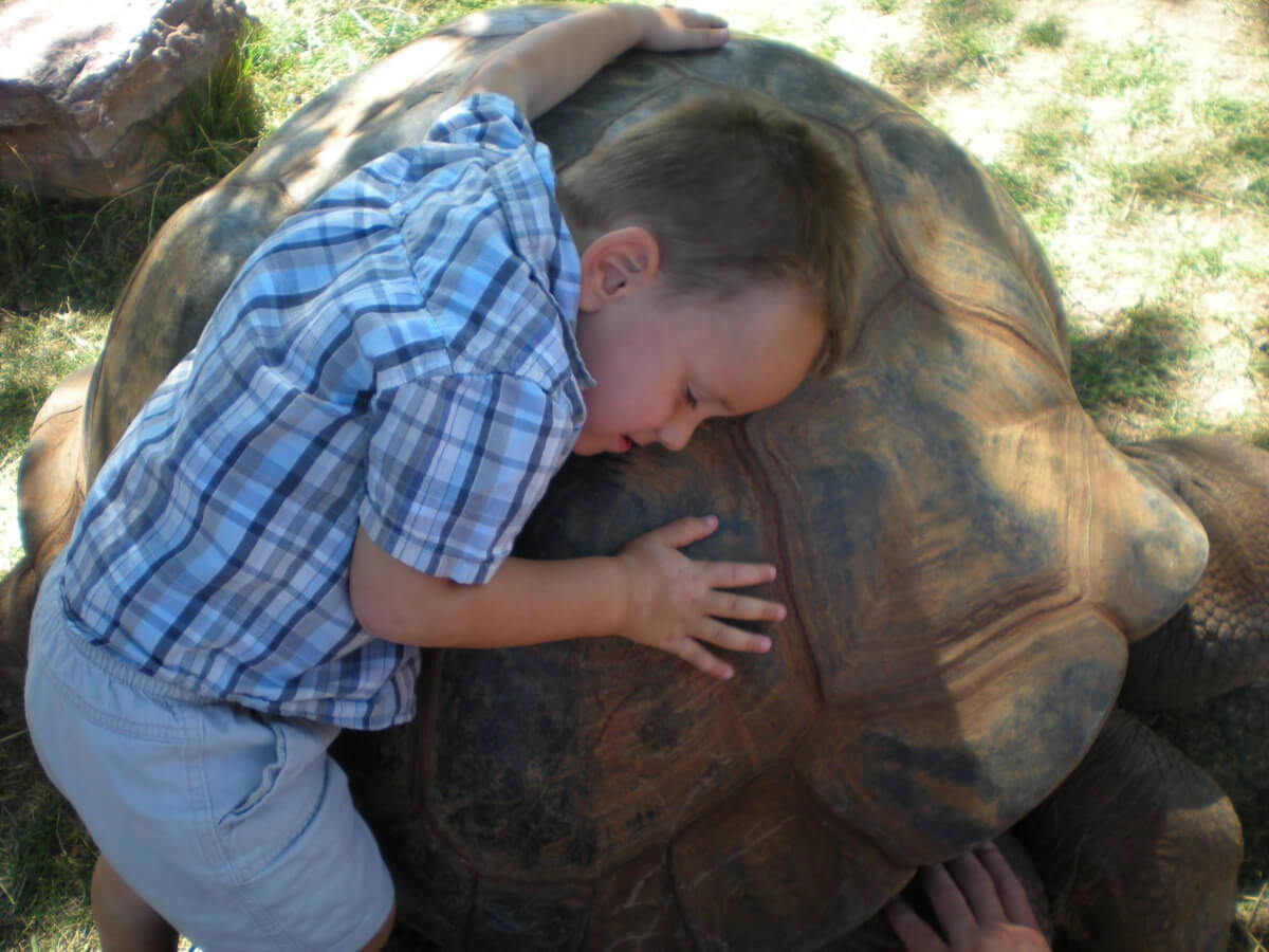 Giant Tortoises