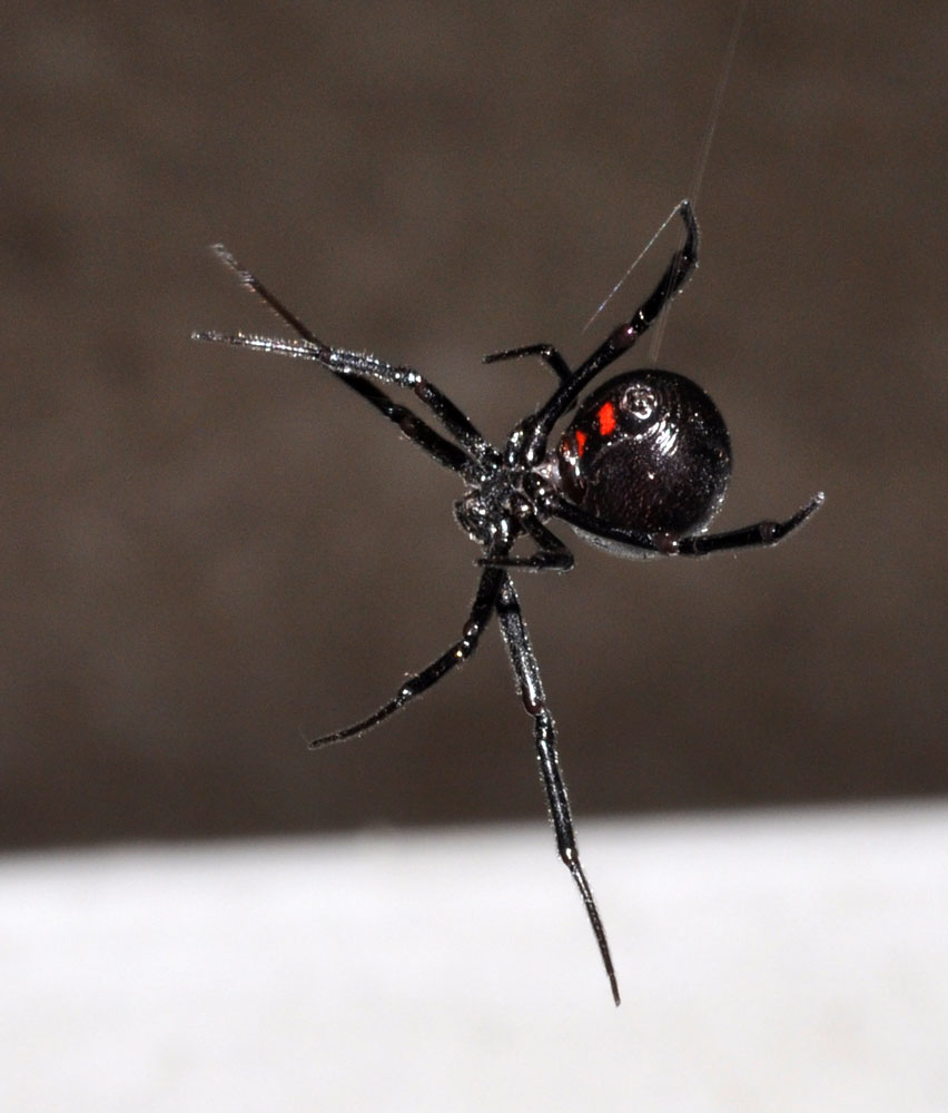 Black Widow Spider