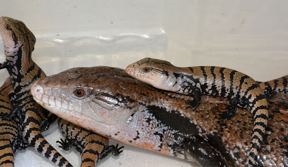 Blue-tongued Skink