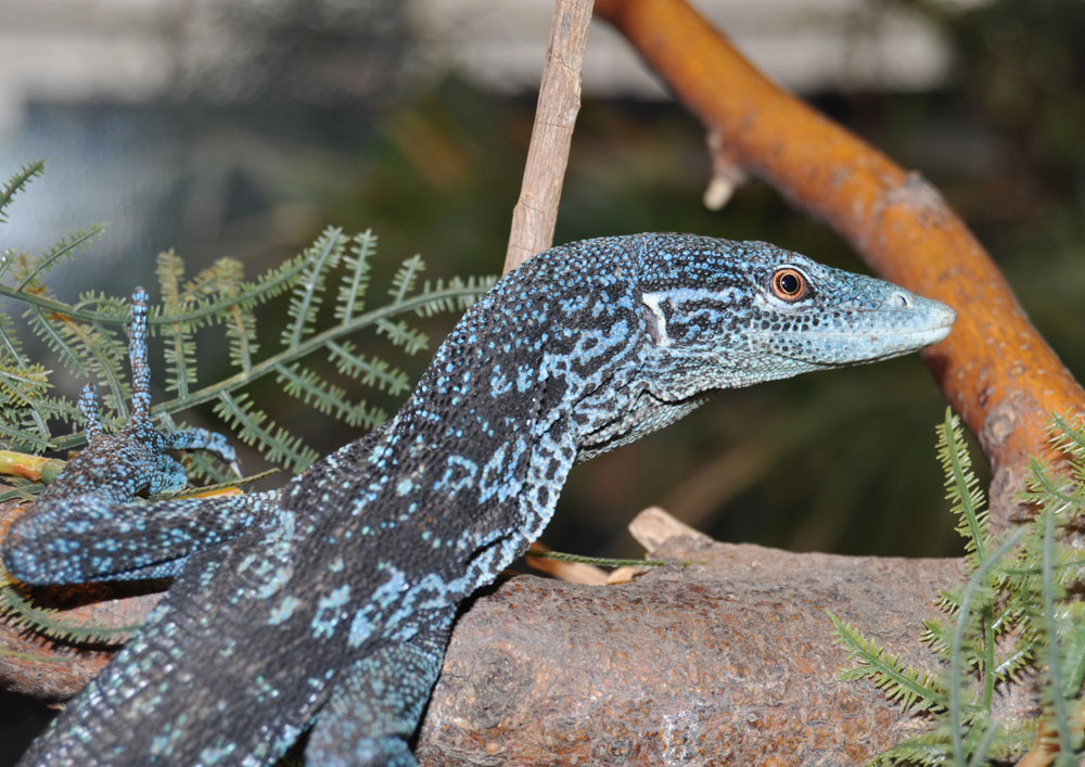 Blue Tree Monitor Gallery Reptile Gardens