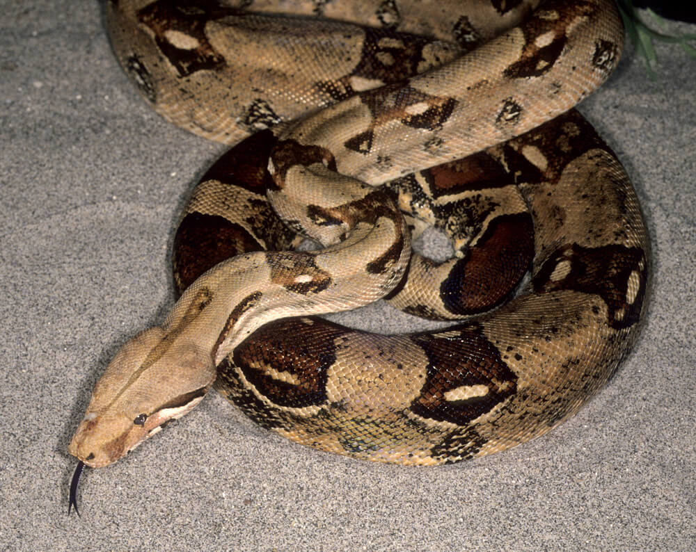 boa-constrictor.jpg