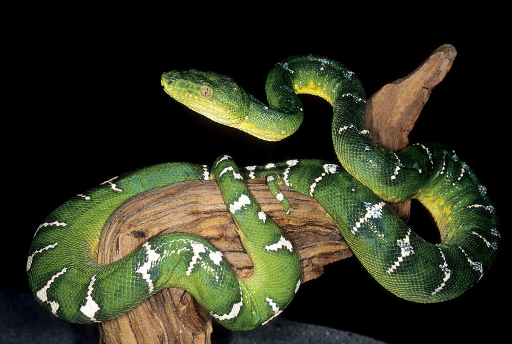 boa-emerald-tree.jpg