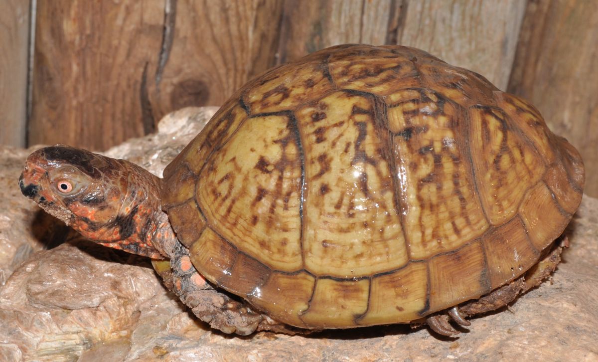 Box Turtle