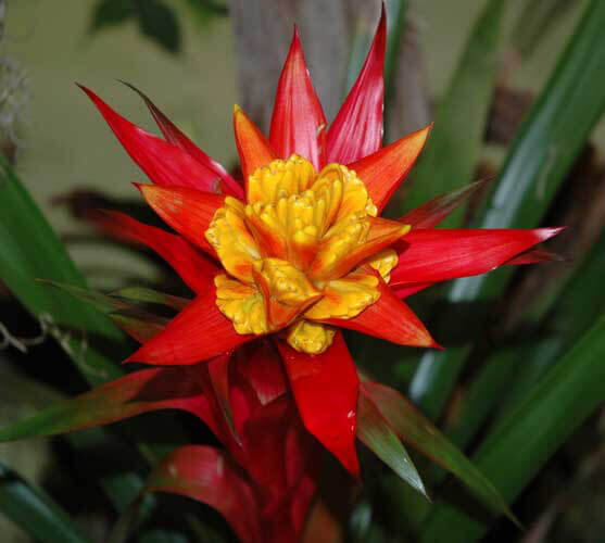 Red and Yellow Bromeliad