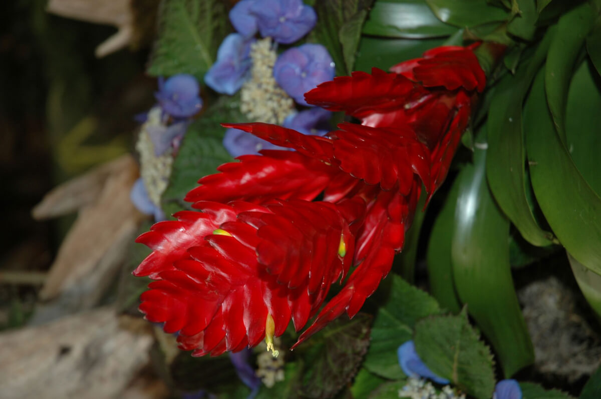 Red Bromeliad