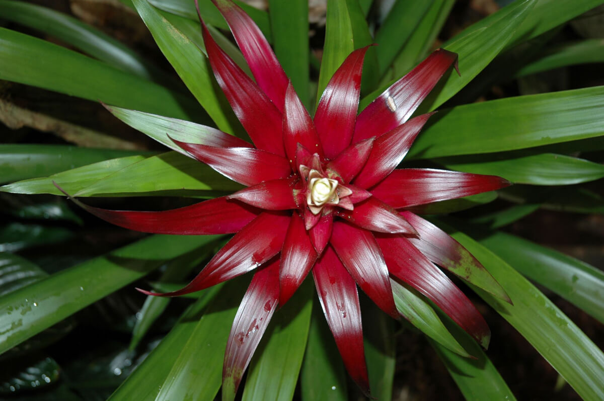 Red Bromeliad