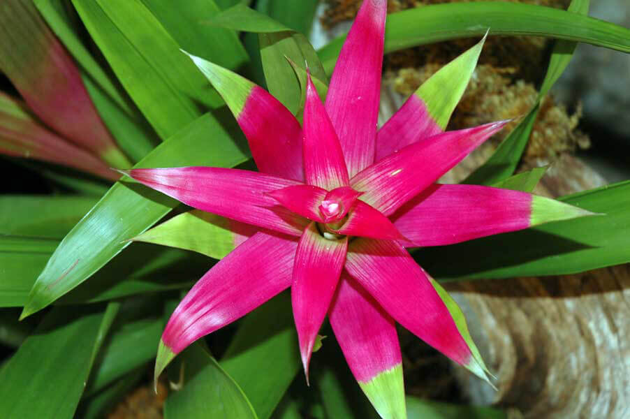 Pink Bromeliad