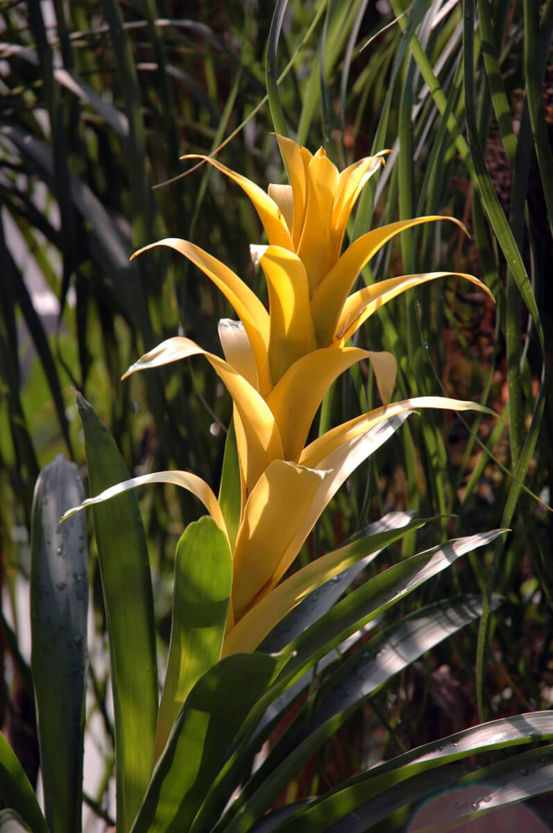 Yellow Bromeliad