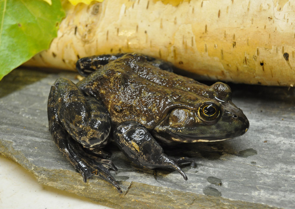 Bull Frog