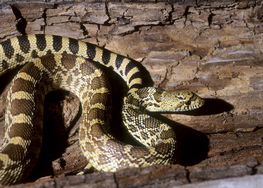 bullsnake.jpg