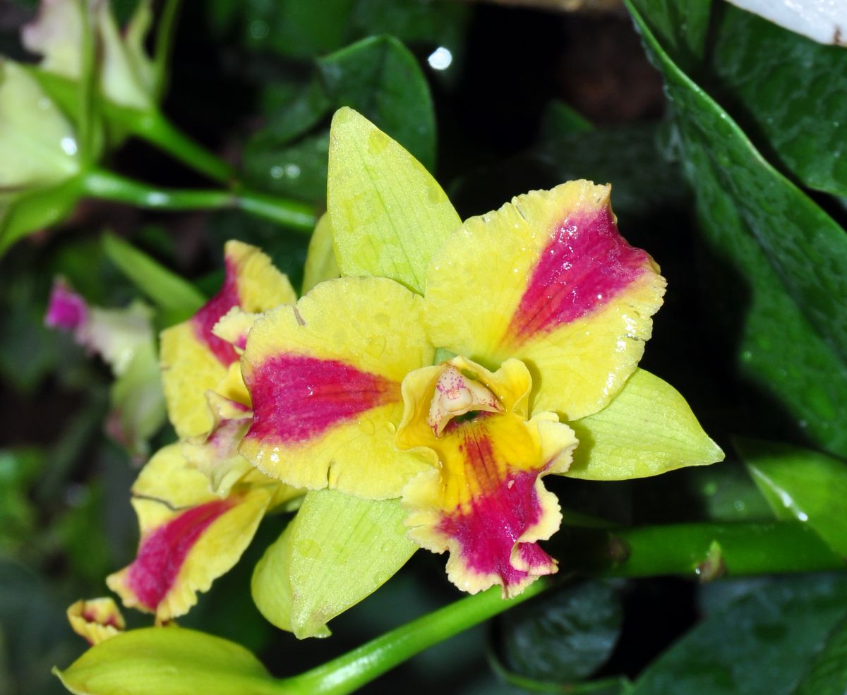 Burana Orchid