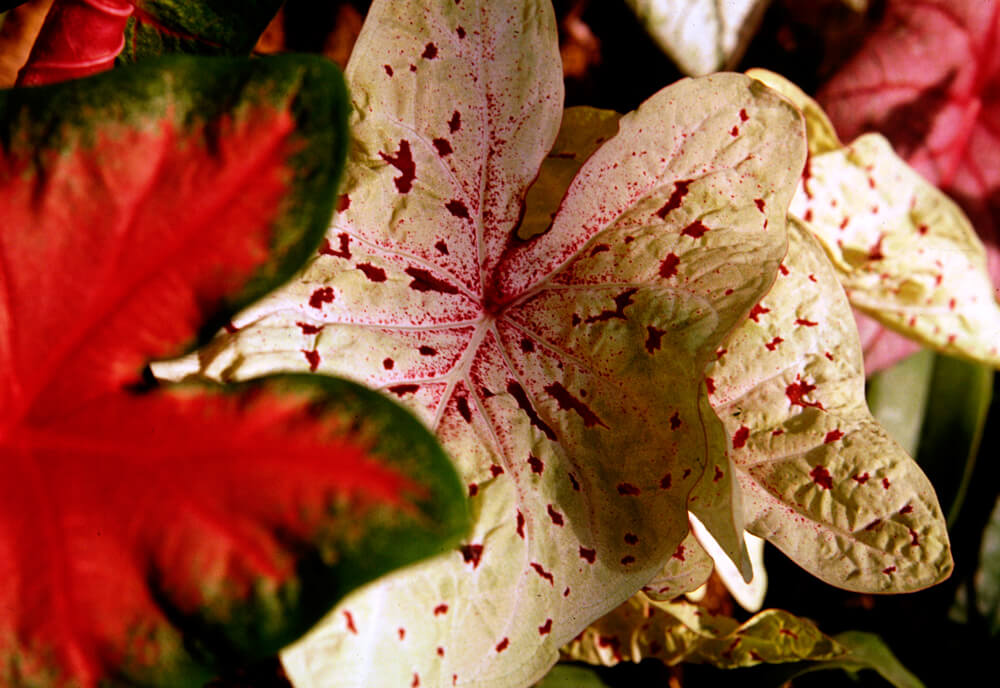 Caladium