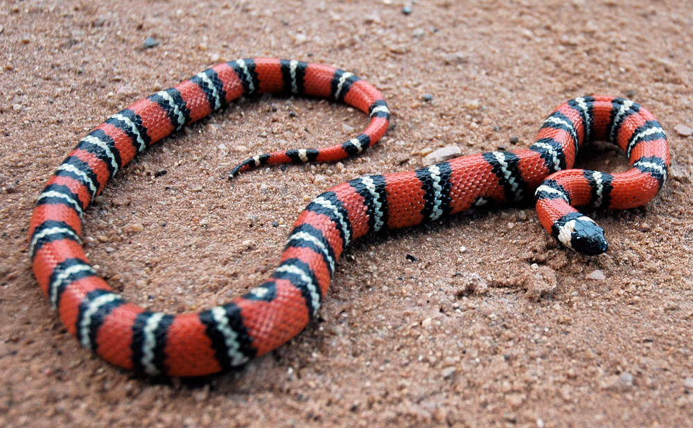 california-kingsnake.jpg