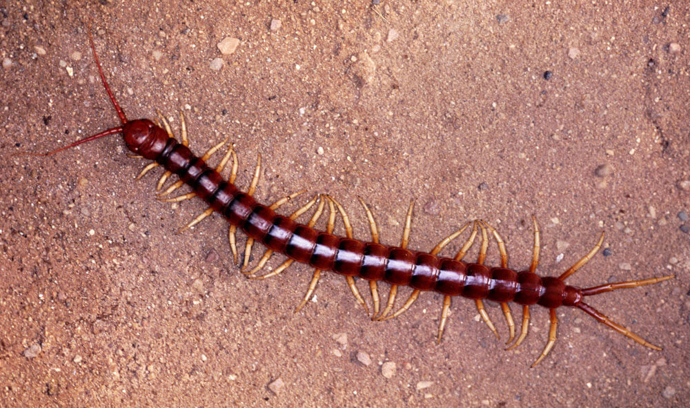 Centipede