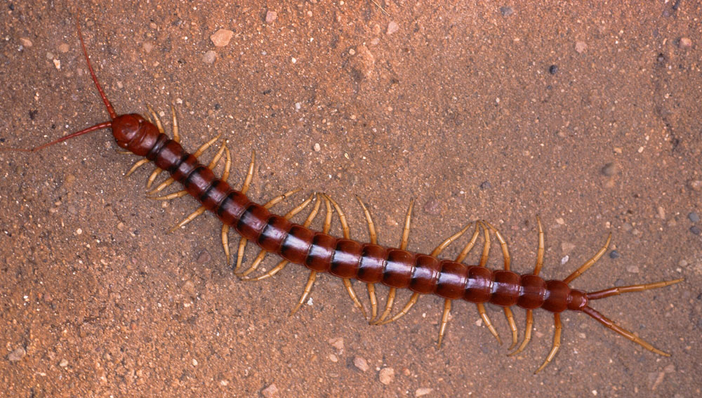 Centipede