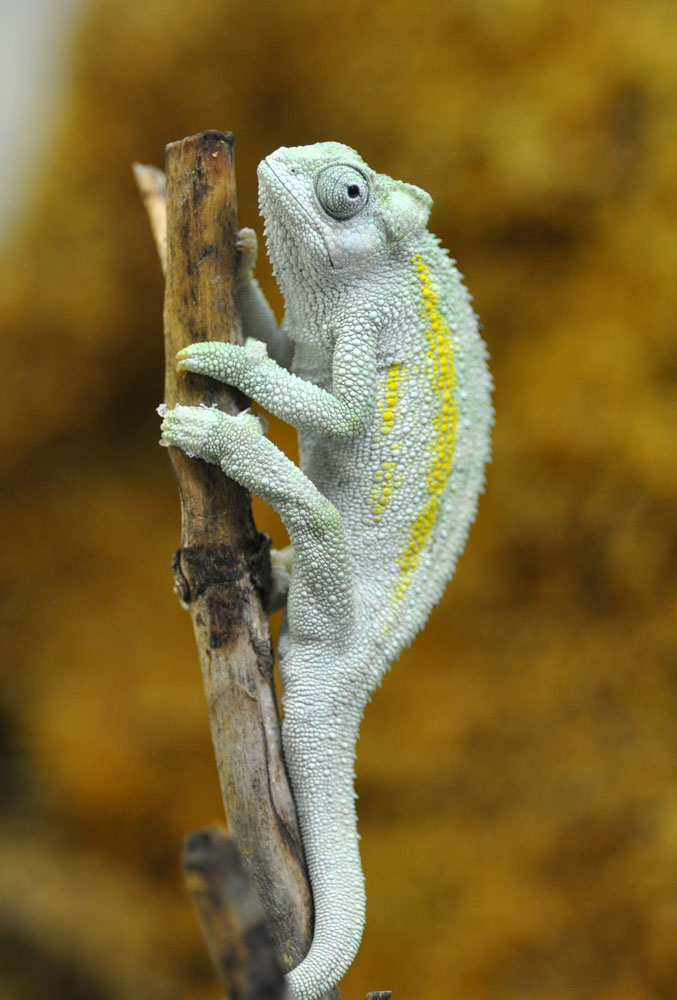 Chameleon