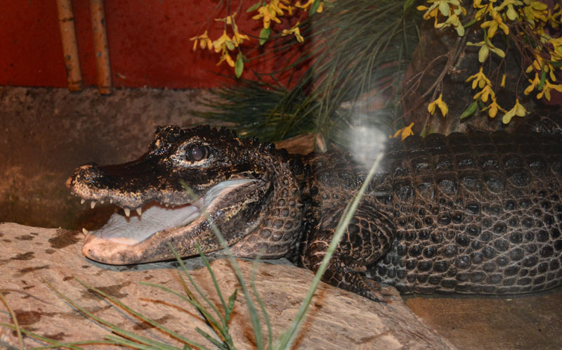 Alligator Crocodilian Reptile Gardens Reptile Gardens