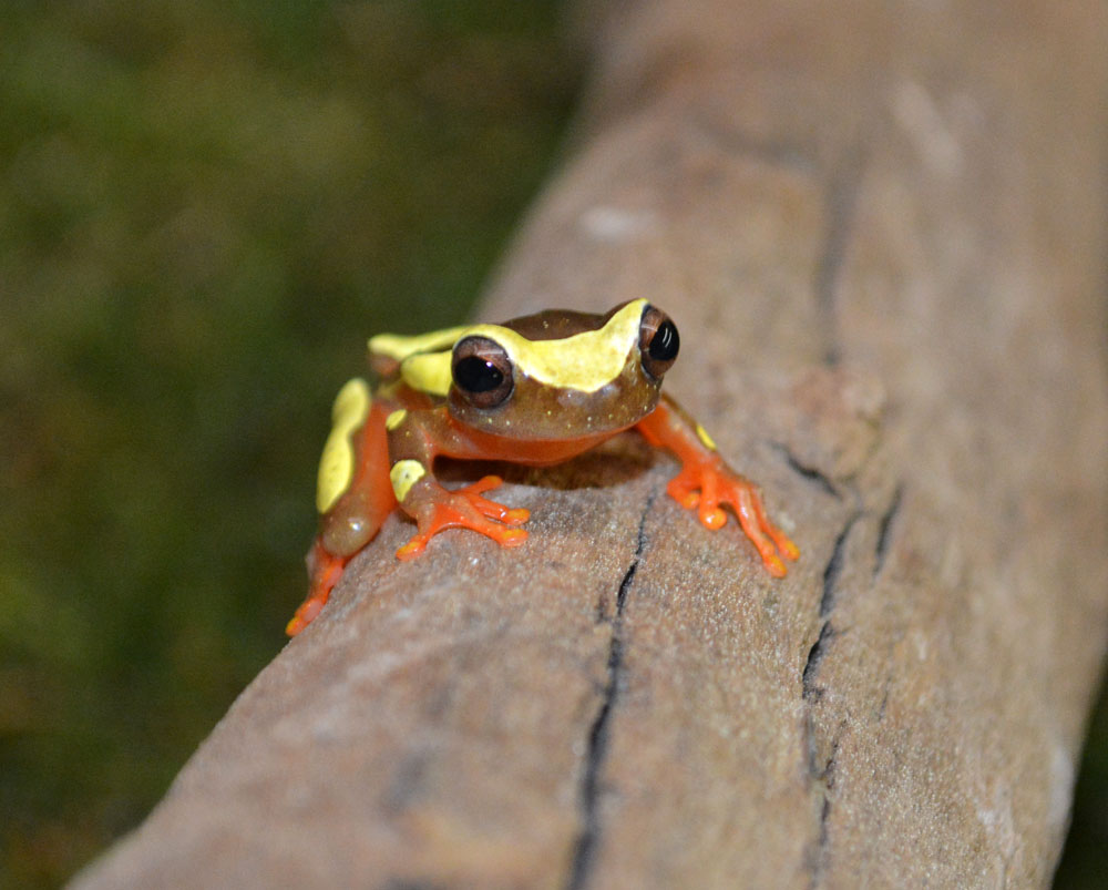 Clown Frog