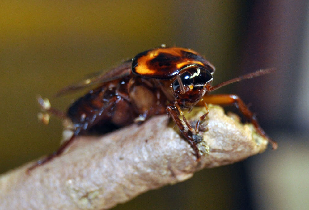 A close up image of a bug sitting on the end of a branch.