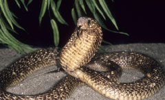 Common Cobra