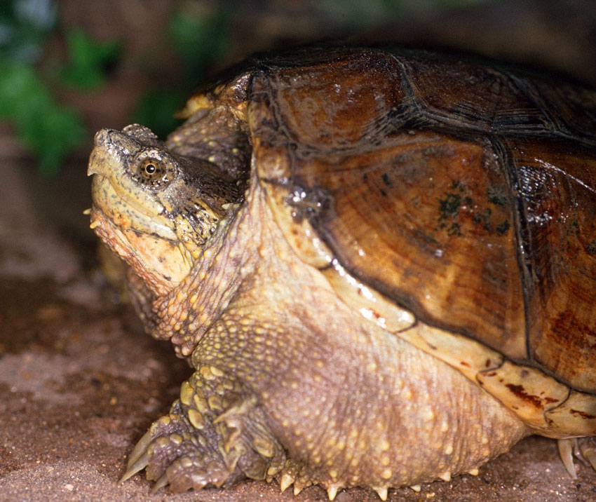 Image of a turtle laying on a patch of grass and dirt in the sun at Retptile Gardens.