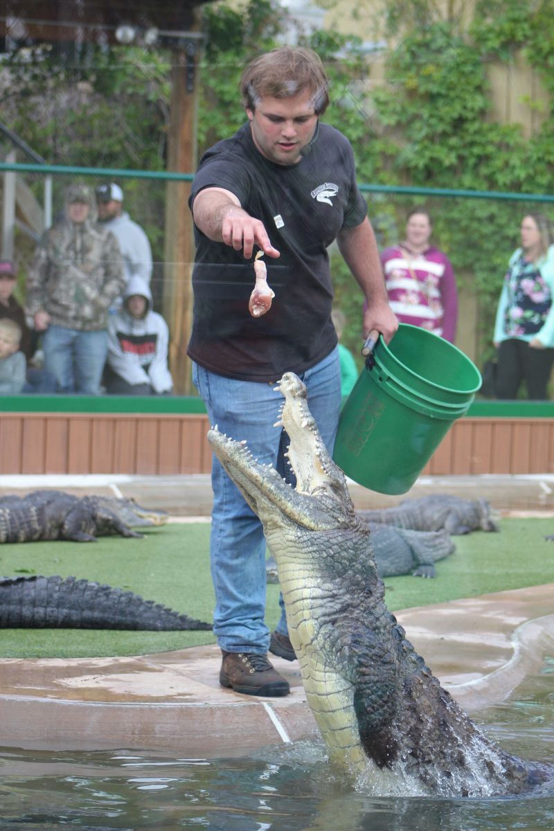 A crocodile surges from the water to reach a piece of food.