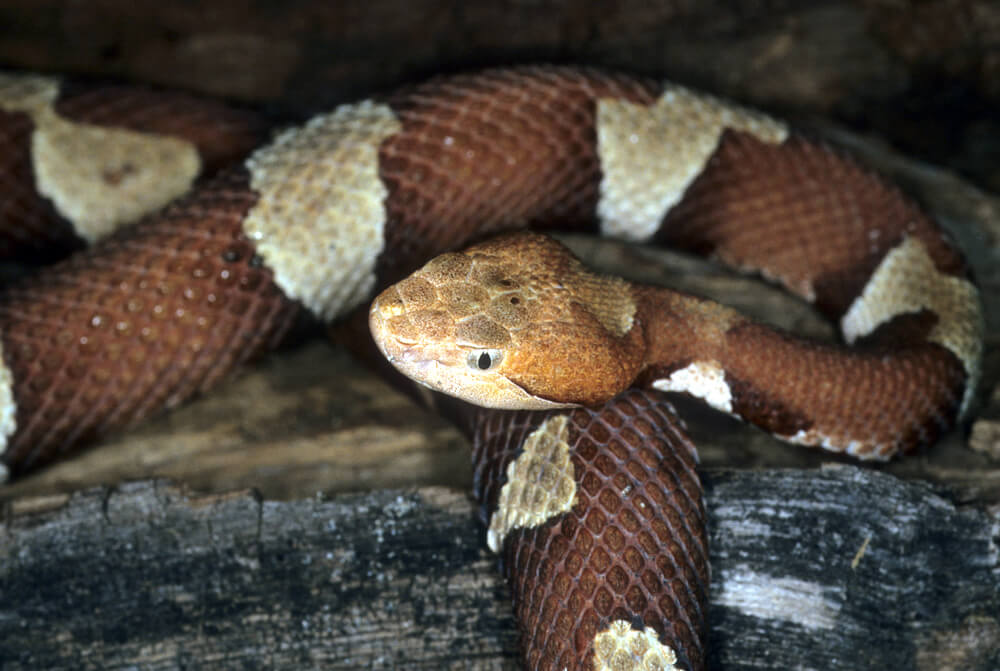 copperhead.jpg