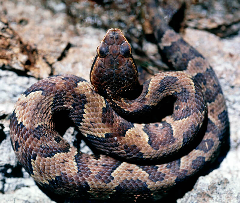 cottonmouth-baby.jpg