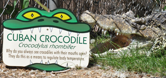 Cuban Crocodile