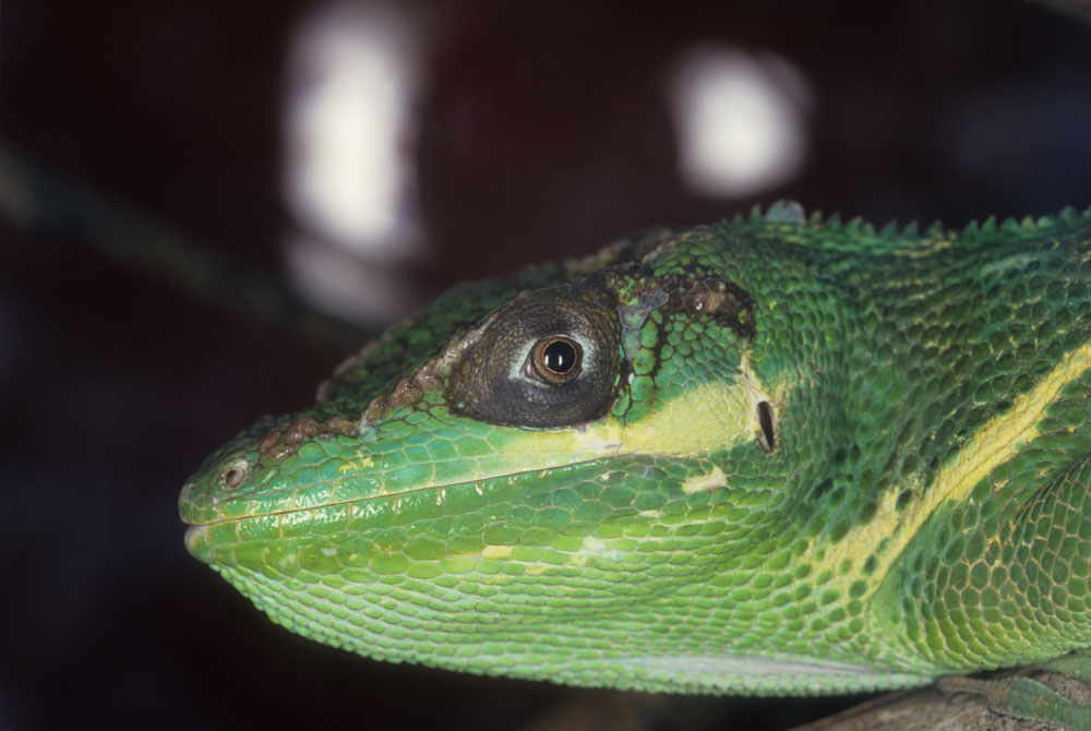 Cuban Anole