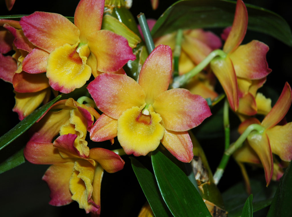 Dendrobium Orchid | Gallery | Reptile Gardens